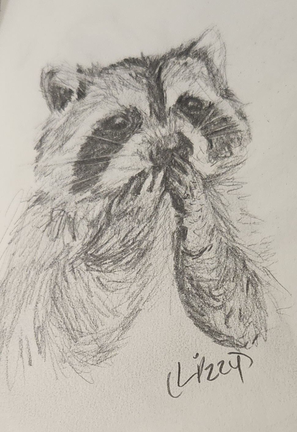 raccoon